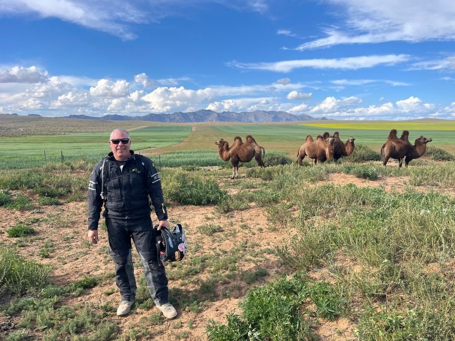 Rider with a herd of Bactrian camels on the Mongolian steppe